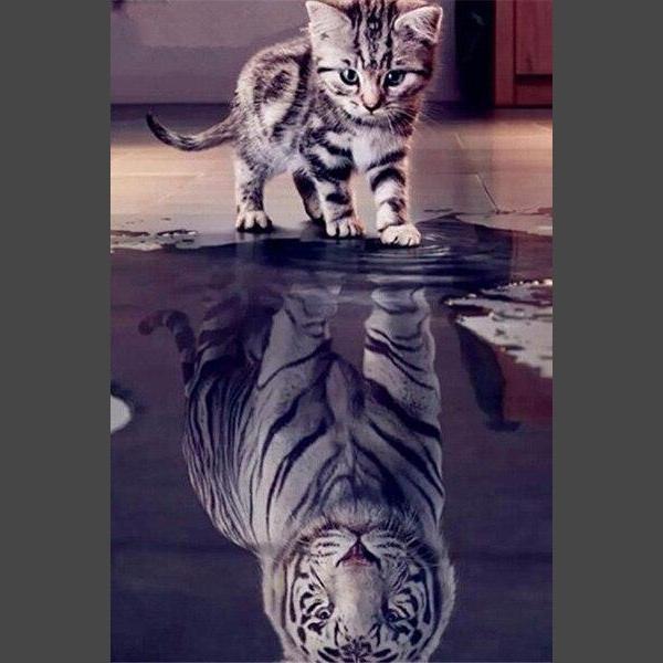 Cats Diamond Painting Switzerland